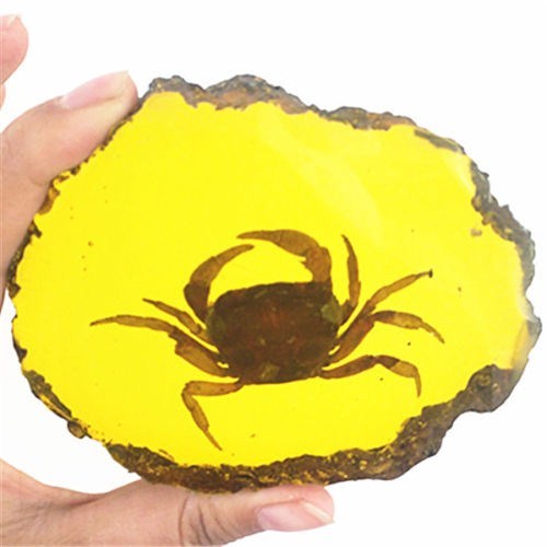 Beautiful Amber Crab Fossil Insects Manual Polishing