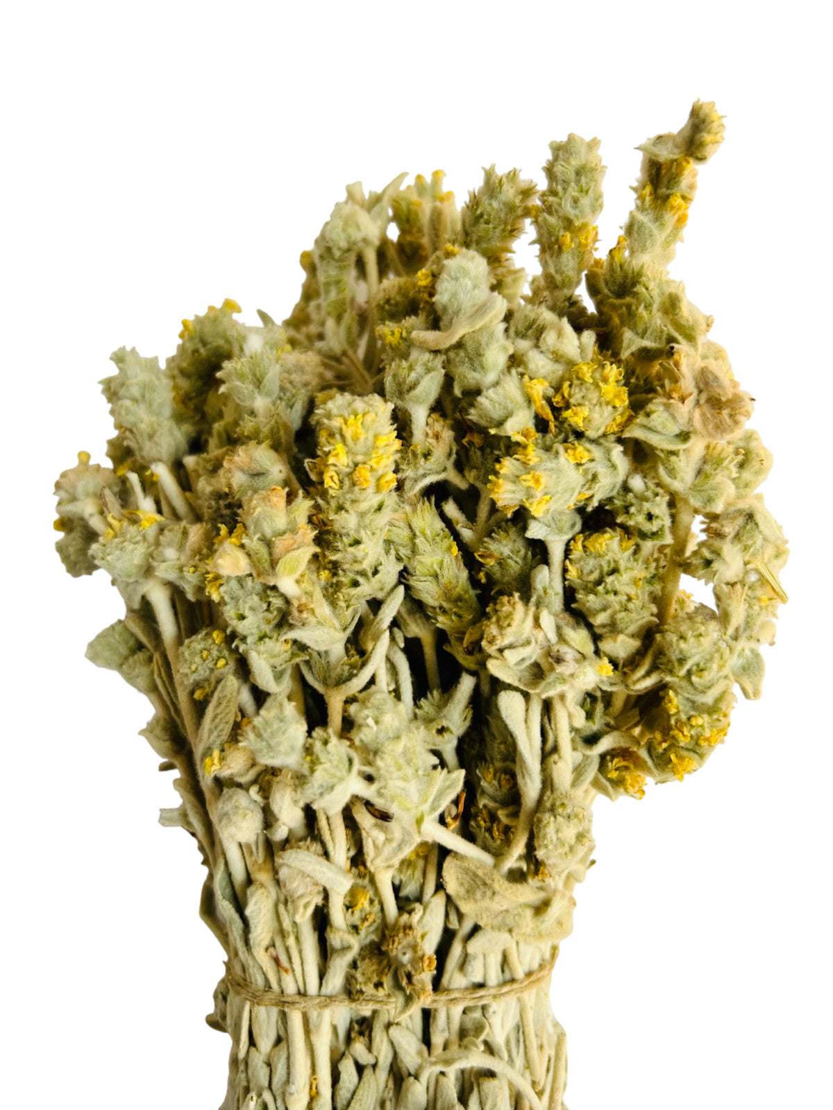Greek Mountain Tea Malotira Sideritis Syriaca 220 grams - Harvest June 2023