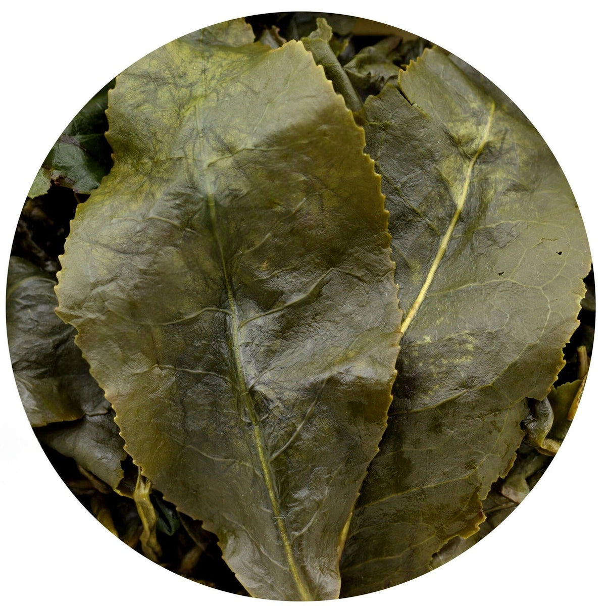 500g Supreme Taiwan Dongding Oolong Tea High Mountain Tung-ting Green Loose