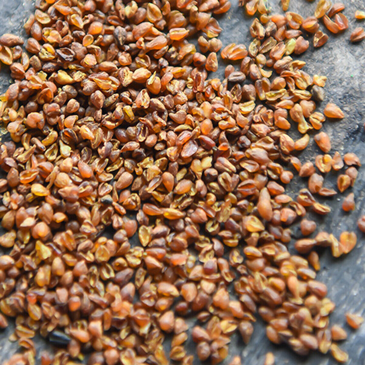 Xichang Sichuan Whole Germ Herbal tea Green Food Bitter Buckwheat Black Bitter