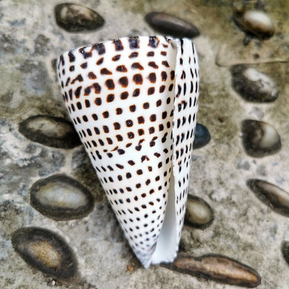 4.7" Natural Beach Sea Shell Seashell Specimen Black Corn Conch Home Ornaments