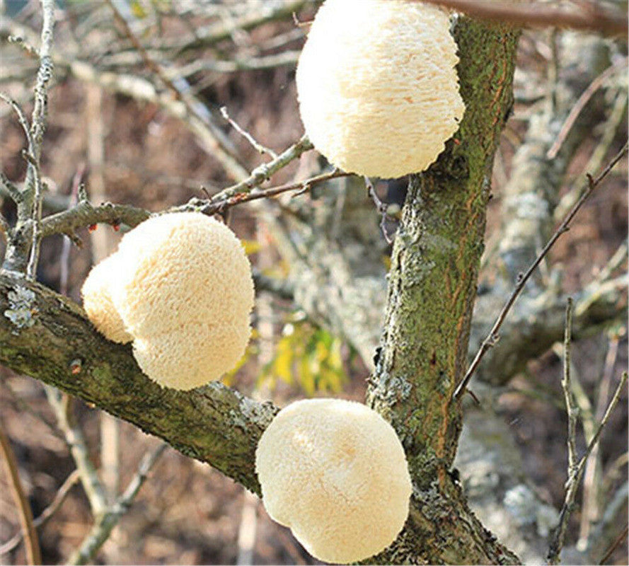 Dried Lion's Mane Mushroom 500g/1.1LB -high quality