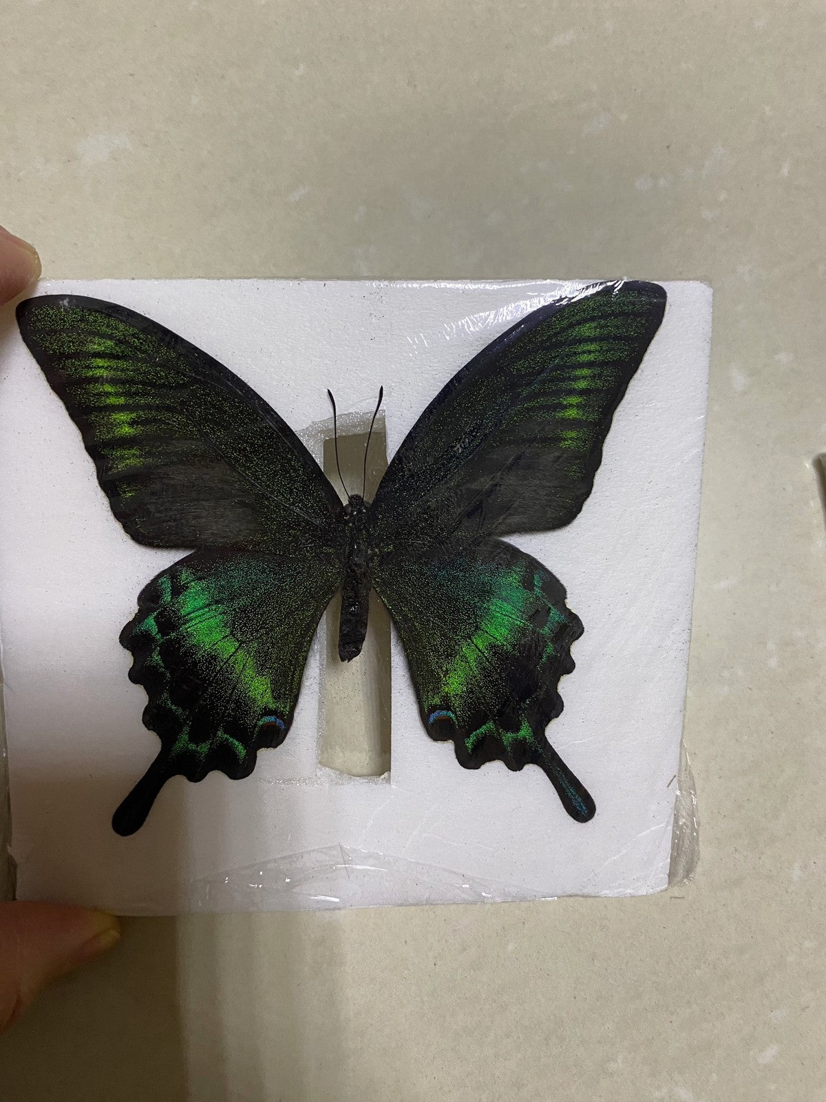 Green Banded Peacock Swallowtail Summer Form 10 Pack 9-11cm Wingspan