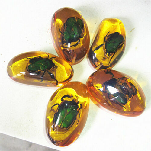 5 Pcs/lot Beautiful Amber Beetle Fossil Insects Manual Polishing Randomly Send.