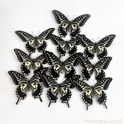 10 Pcs Spread Citrus Swallowtail Butterfly Specimens A- Grade DIY Decor Gift