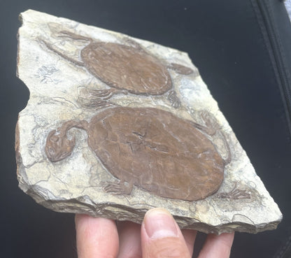 Collected Unique FindTurtle Fossil Rare Chinese Best Triassic Keichousaurus