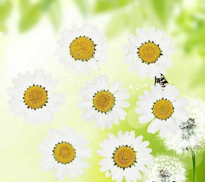 Dried Flowers Pressed Dry Daisy Epoxy Resin Jewelry Making Materials 120Pcs/Lot