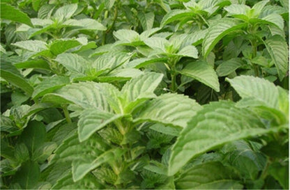 50g Mint Leaves Wild Mint Tea Premium Cool Mint Tea Herbal Tea Reduce Liver Fire