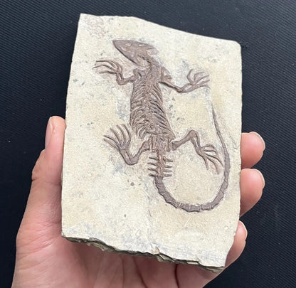 Chinese Monjurosuchus Choristodera Fossil Rare Collected
