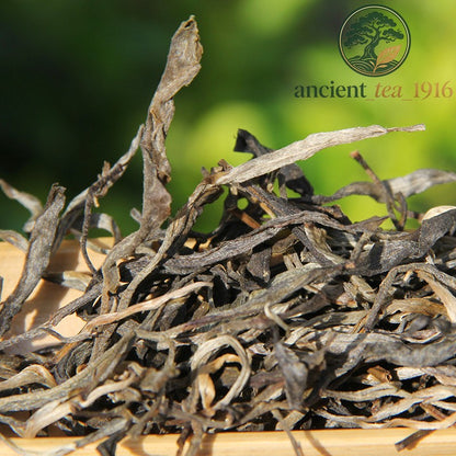 500g 2023 Ban Zhang Raw Tea Ancient Tree Pu'er Tea