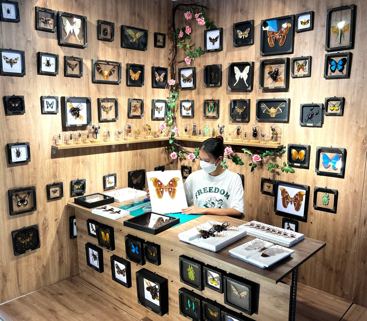 Real Butterfly Mounted Box Framed Insect Taxidermy Entomology Collection