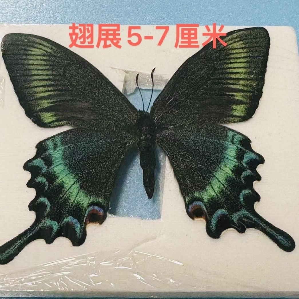 10pcs Green Banded Peacock Swallowtail 5-7cm Wingspan Spring Form