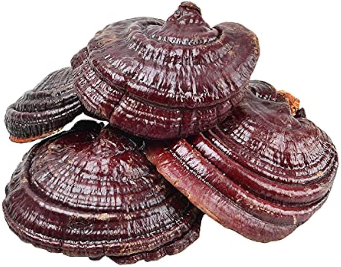 Chinese Dried Lingzhi Purple Ganoderma Lucidum Herbal Reishi Mushroom 500g