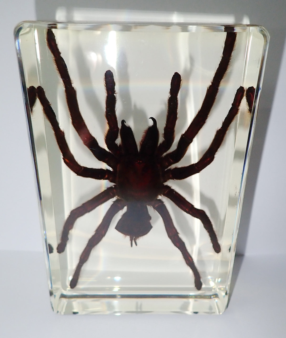 4.3" Giant Golden Earth Tiger Tarantula Spider Specimen Amber Clear Lucite Block