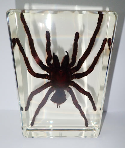 4.3" Giant Golden Earth Tiger Tarantula Spider Specimen Amber Clear Lucite Block