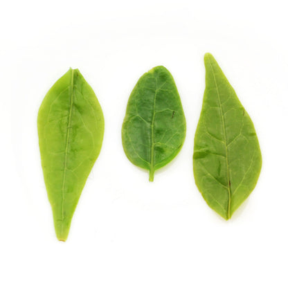 GOARTEA Supreme Kuding Bitter Herbal Tea Qingshan Lushui Green Tea Small Leaf-