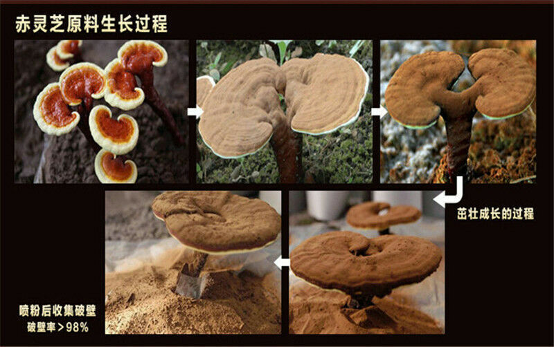 Chinese Wild Reishi Powder Spore Powder Ganoderma Lucidum Tea Herbal Tea 500g