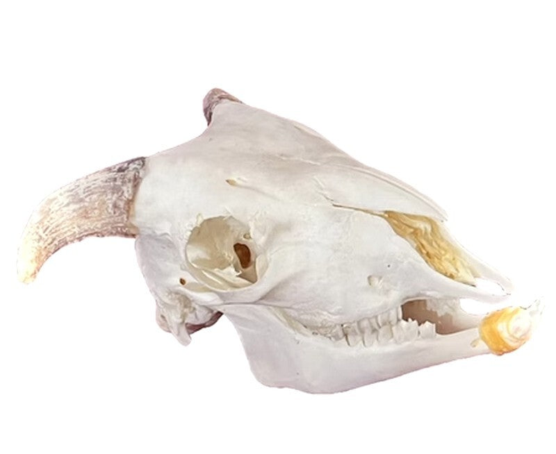 7" Real Goat Head Skull Specimen Skeleton Animal Decor Collection Home Design