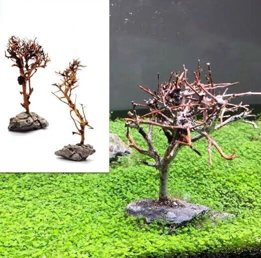 Aquarium Decoration Fish Tank Driftwood Moss Tree Purple Teak Wood Trunk 10-25cm