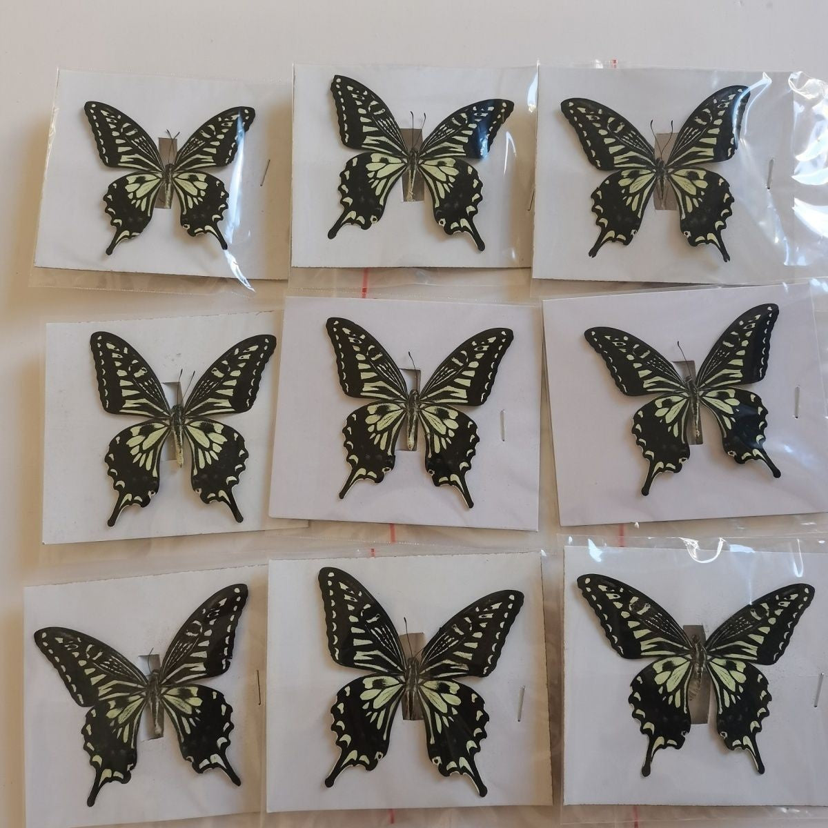10 Pcs Spread Citrus Swallowtail Butterfly Specimens A- Grade DIY Decor Gift