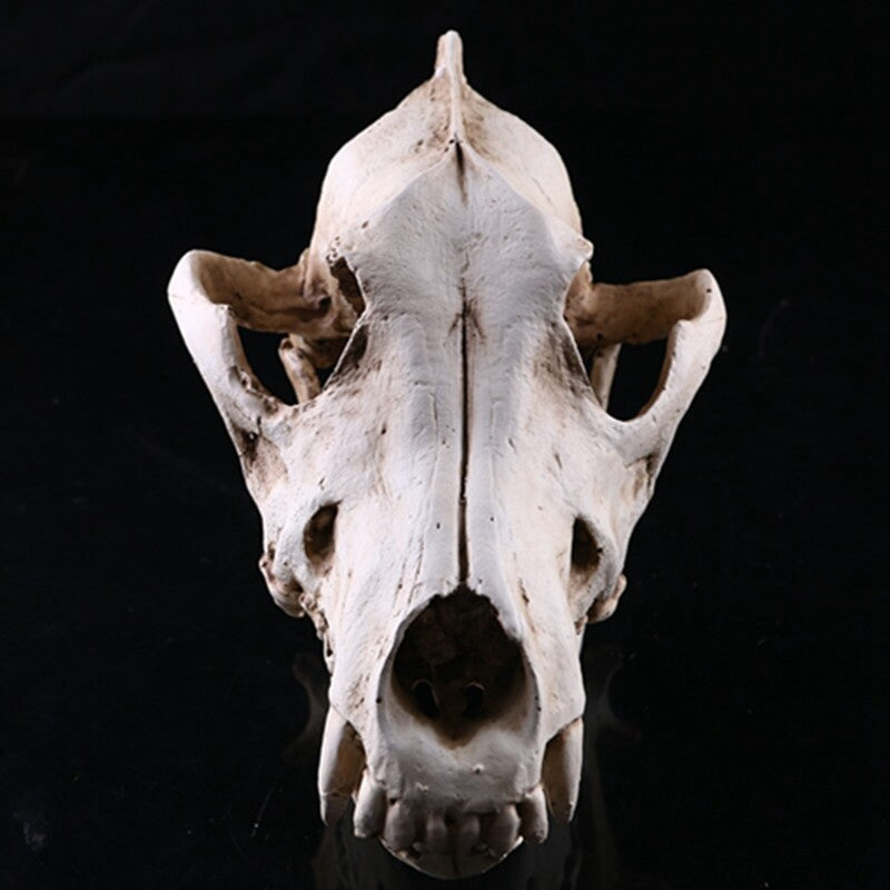 Realistic Wolf Skull Model Resin Skeleton Sculpture Halloween Decor Gift