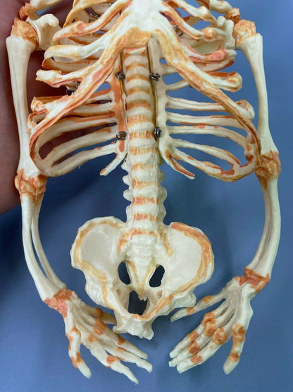 13.7" Baby Skeleton Model Fetal Model Human Body Teaching Newborn Baby Skull