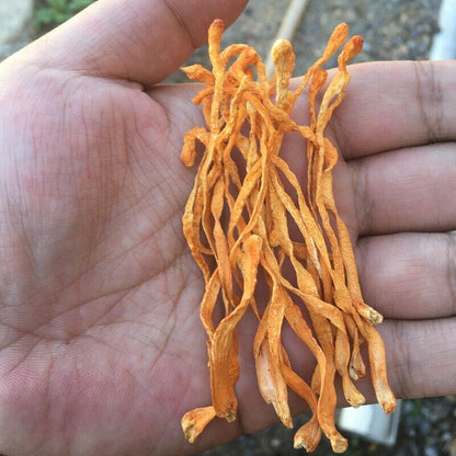 North Cordyceps/nourish kidney/moisten lung Herbs Health Care New