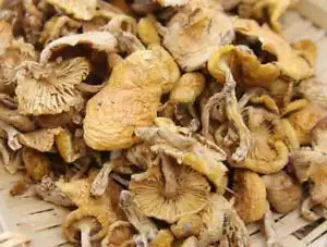 Dried Wild Lentinus Edodes Premium Yellow Champignon Very Delicious Top Quality