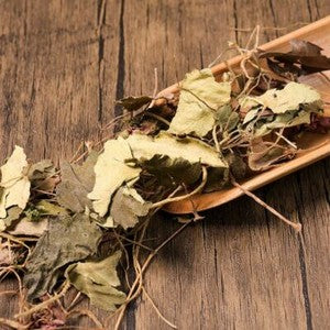 Organic Herbal Saxifraga Stolonifera Herbal Saxifragae Healthy Tea