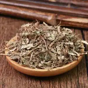 Organic Herbal Phyllanthi Urinariae Common Leafflower Herb Great Quality