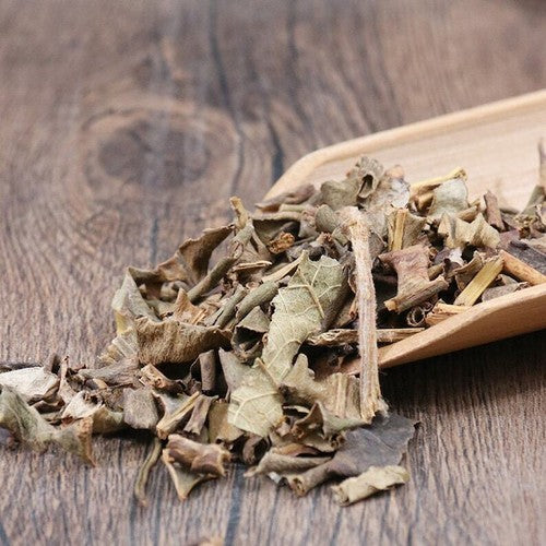 Organic Herbal Pyrrosiae Folium Pyrrosia Lingua Great Quality