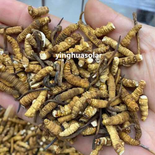 Tibetan Nagqu Wild Real Cordyceps Sinensis Dong Chong Xia Cao 真正的冬虫夏草性价比高规格大