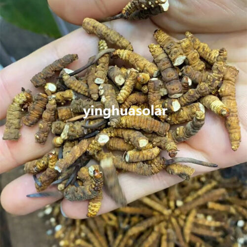 Tibetan Nagqu Wild Real Cordyceps Sinensis Dong Chong Xia Cao 真正的冬虫夏草性价比高规格大